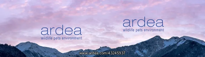 : panorama winter mountain landscape with forests : panorama winter mountain landscape with forests