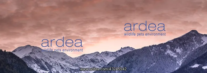 : panorama winter mountain landscape with forests : panorama winter mountain landscape with forests