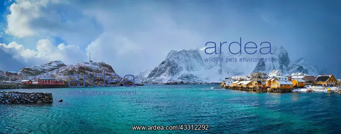 : Panorama of yellow rorbu houses of Sakrisoy fishing : Panorama of yellow rorbu houses of Sakrisoy fishing