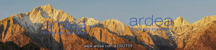 : Panoramic Eastern Sierra Mountains at sunrise from : Panoramic Eastern Sierra Mountains at sunrise from
