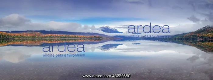 : Panoramic of Lake McDonald in late autumn : Panoramic of Lake McDonald in late autumn