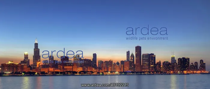 : Panoramic photograph, evening mood, Willis Tower : Panoramic photograph, evening mood, Willis Tower