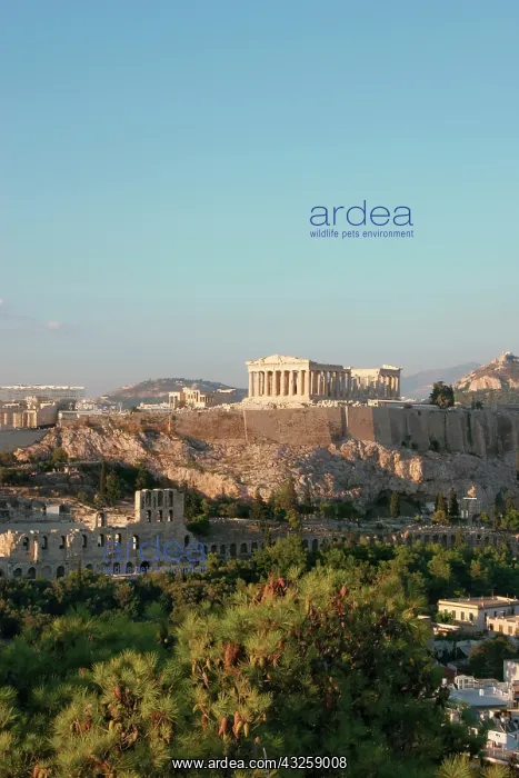: Panoramic view of the Acropolis and LyCabettos : Panoramic view of the Acropolis and LyCabettos