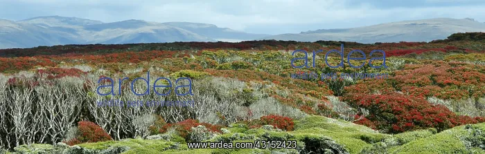 : Panoramic view of Enderby Island with flowering Southern Rat : Panoramic view of Enderby Island with flowering Southern Rat