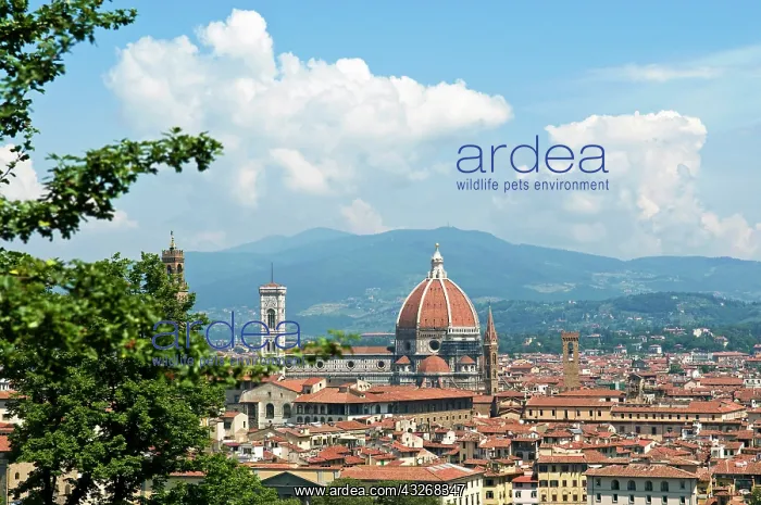 : Panoramic view out over Florence from the : Panoramic view out over Florence from the