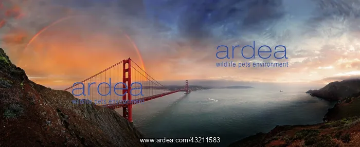 : Panoramic view of the Golden Gate Bridge with a : Panoramic view of the Golden Gate Bridge with a