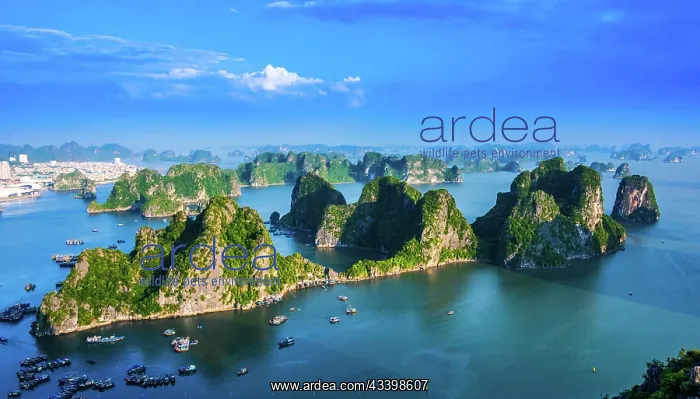 : Panoramic view of Ha Long Bay, Vietnam, Asia : Panoramic view of Ha Long Bay, Vietnam, Asia