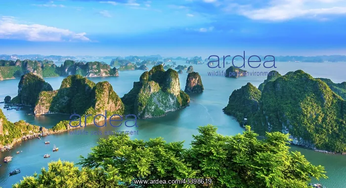 : Panoramic view of Ha Long Bay, Vietnam, Asia : Panoramic view of Ha Long Bay, Vietnam, Asia