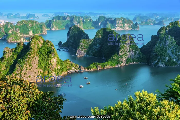 : Panoramic view of Ha Long Bay, Vietnam, Asia : Panoramic view of Ha Long Bay, Vietnam, Asia