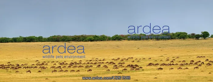 : Panoramic view of massive Wildebeest herd : Panoramic view of massive Wildebeest herd