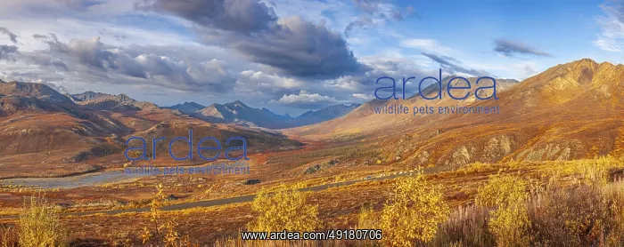 : Panoramic view of mountains and the North Klondike river in autumn with golden foliage under a dynamic sky : Panoramic view of mountains and the North Klondike river in autumn with golden foliage under a dynamic sky