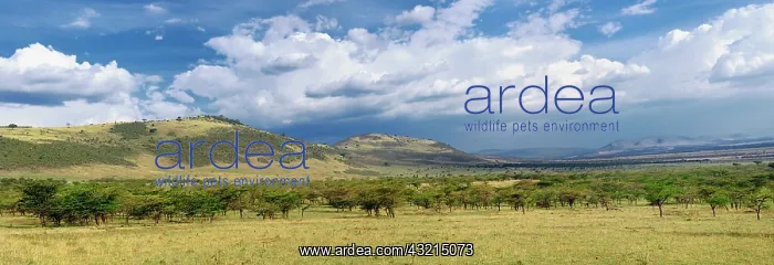 : Panoramic view of scattered acacia forest : Panoramic view of scattered acacia forest
