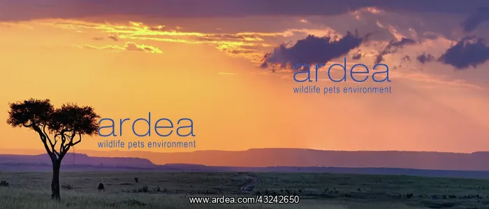 : Panoramic view of single acacia tree at : Panoramic view of single acacia tree at