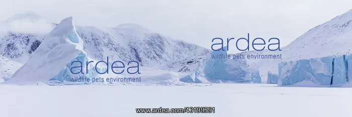 : Panoramic view of snow-covered mountains seen from : Panoramic view of snow-covered mountains seen from