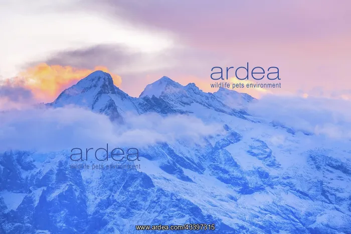 : Panoramic view of Swiss Alps mountain peaks, Jungfraujoch : Panoramic view of Swiss Alps mountain peaks, Jungfraujoch