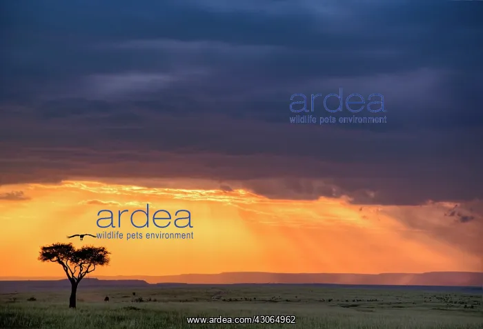 : Panoramic view of Vulture and acacia tree : Panoramic view of Vulture and acacia tree