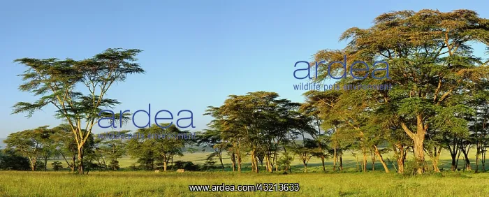 : Panoramic view of White Rhinoceros, Ceratotherium : Panoramic view of White Rhinoceros, Ceratotherium