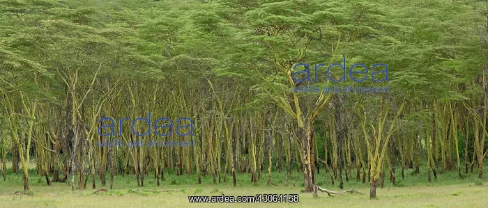: Panoramic view of Yellow fever tree, Acacia : Panoramic view of Yellow fever tree, Acacia