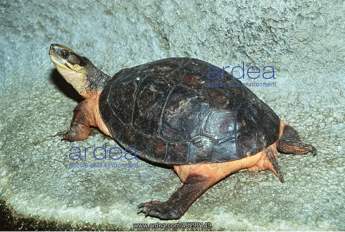 : PAN'S BOX TURTLE : PAN'S BOX TURTLE