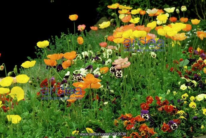 : Pansies and Iceland poppies, Launceston, Tas. (Viola : Pansies and Iceland poppies, Launceston, Tas. (Viola