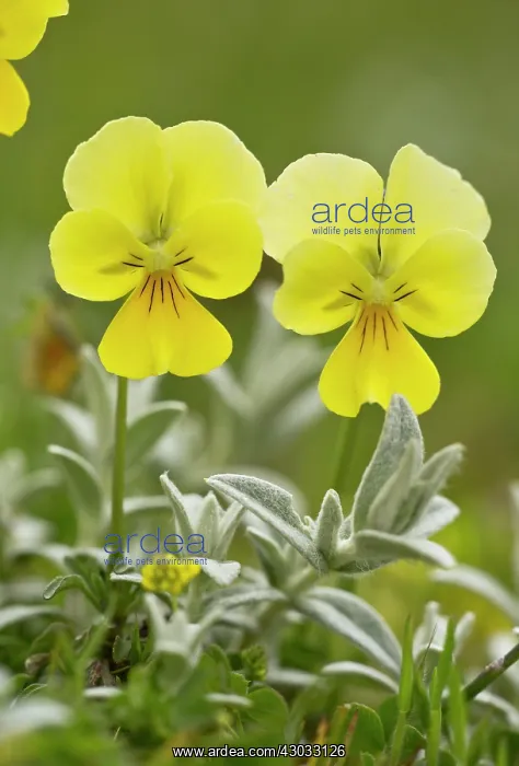  : Pansy Abruzzo National Park, Italy
