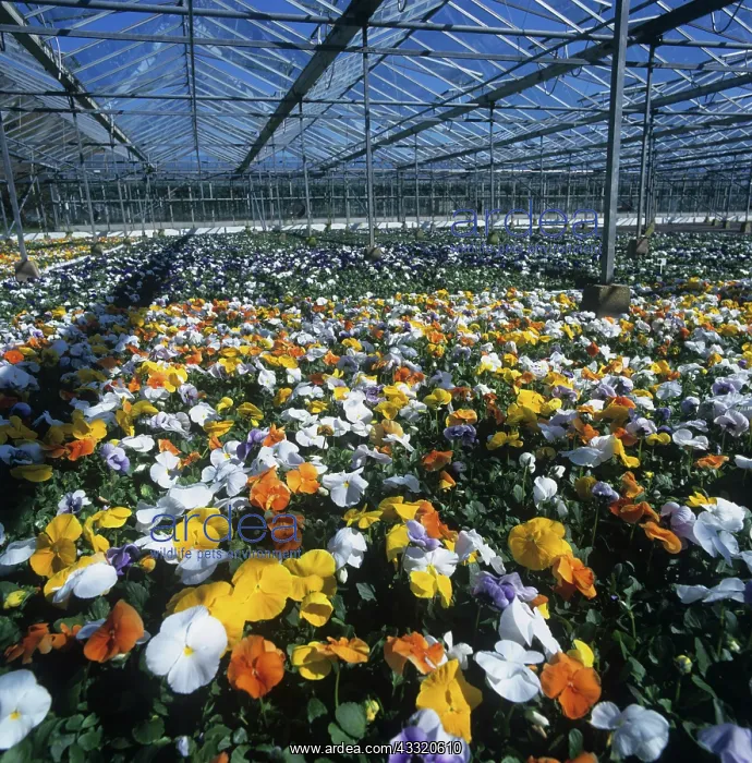 : Pansy plants : Pansy plants