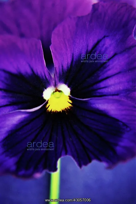 : Pansy, Viola Swiss giant : Pansy, Viola Swiss giant