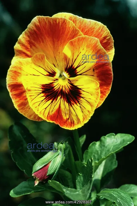  : PANSY (Viola tricolor hortensis)