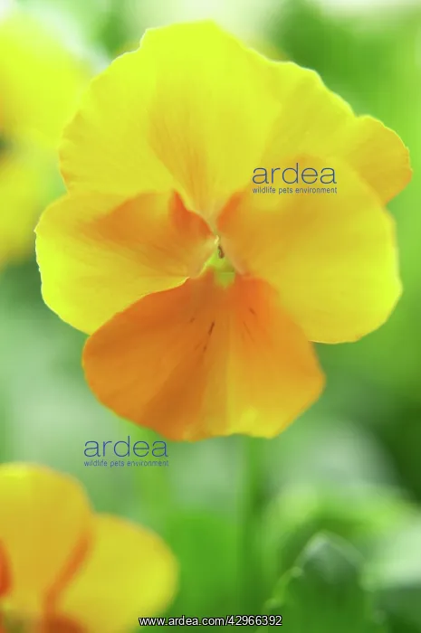 : Pansy, Viola wittrockiana : Pansy, Viola wittrockiana