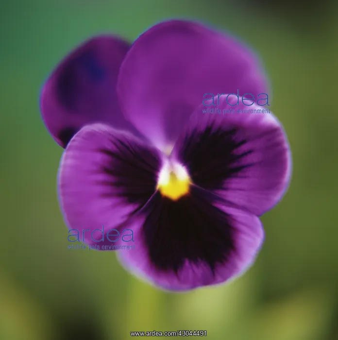 : Pansy, Viola wittrockiana : Pansy, Viola wittrockiana