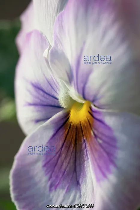 : Pansy, Viola wittrockiana : Pansy, Viola wittrockiana
