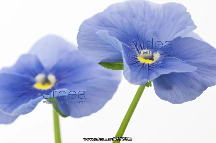 : Pansy, Viola wittrockiana : Pansy, Viola wittrockiana