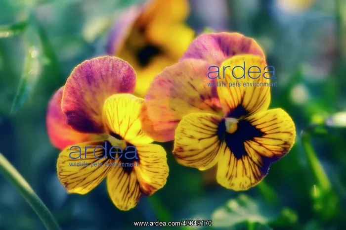 : Pansy, Viola wittrockiana : Pansy, Viola wittrockiana