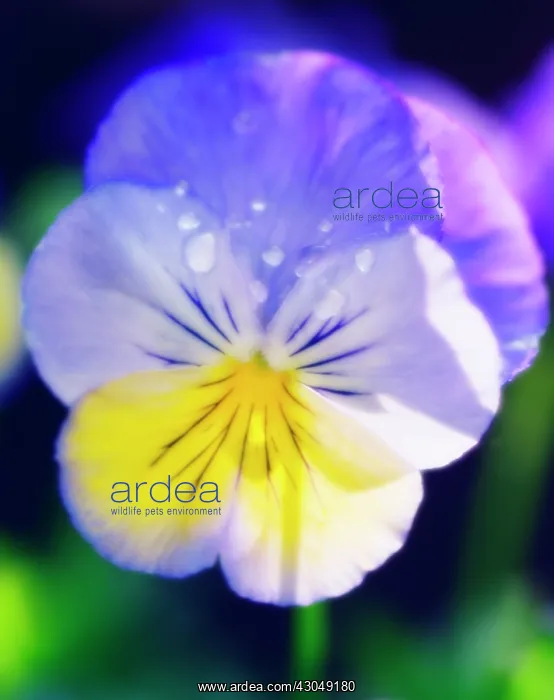 : Pansy, Viola wittrockiana : Pansy, Viola wittrockiana