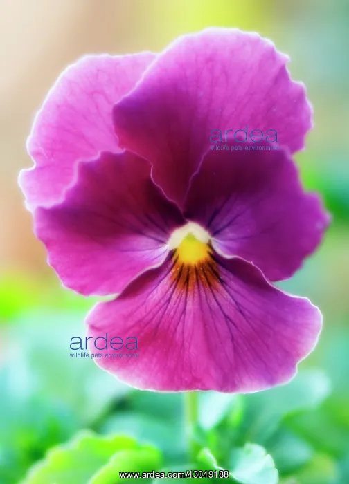 : Pansy, Viola wittrockiana : Pansy, Viola wittrockiana