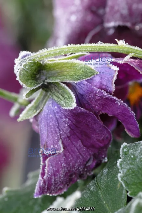  : Pansy, Viola wittrockiana