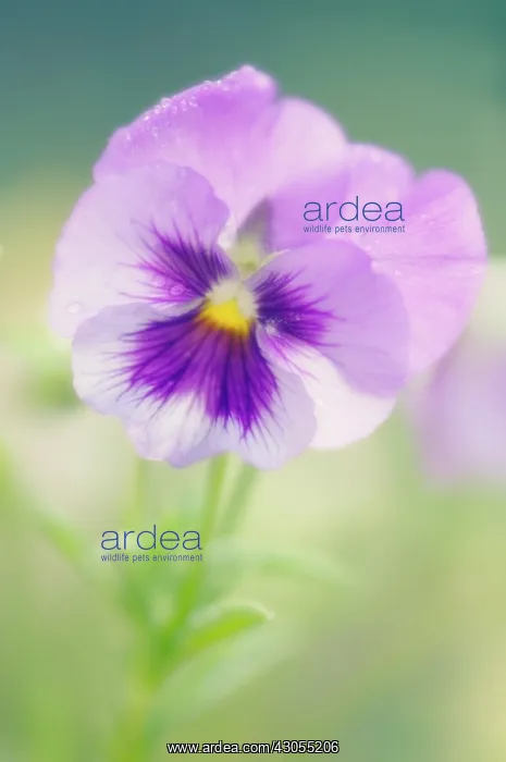  : Pansy, Viola wittrockiana