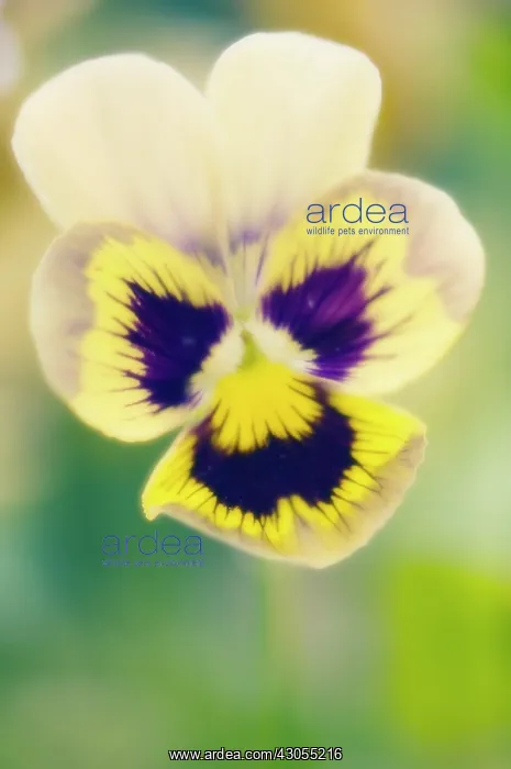 : Pansy, Viola wittrockiana : Pansy, Viola wittrockiana