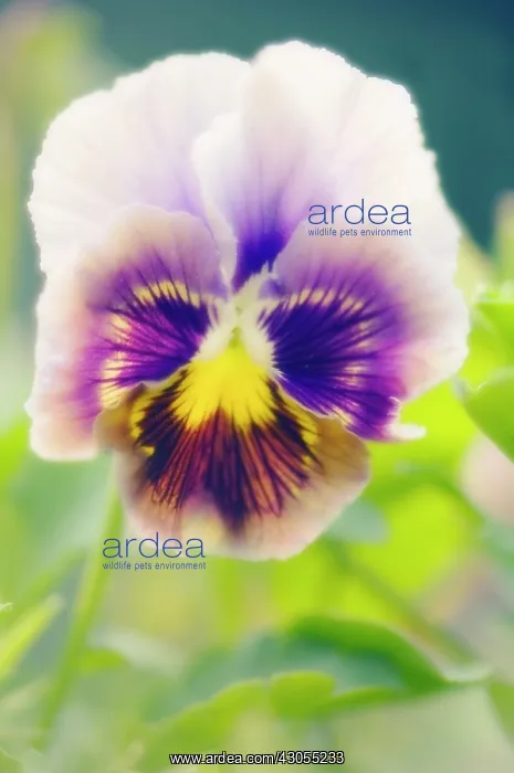 : Pansy, Viola wittrockiana : Pansy, Viola wittrockiana