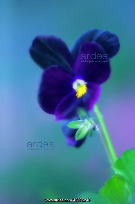 : Pansy, Viola wittrockiana : Pansy, Viola wittrockiana