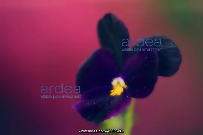 : Pansy, Viola wittrockiana : Pansy, Viola wittrockiana