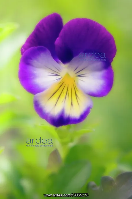 : Pansy, Viola wittrockiana : Pansy, Viola wittrockiana