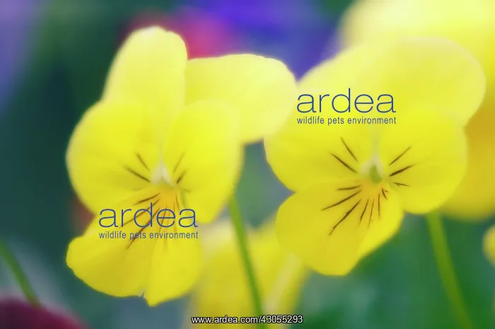 : Pansy, Viola wittrockiana : Pansy, Viola wittrockiana