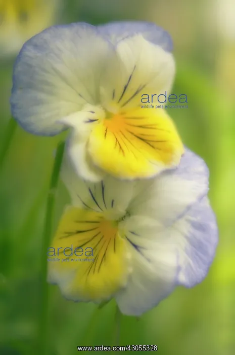 : Pansy, Viola wittrockiana : Pansy, Viola wittrockiana