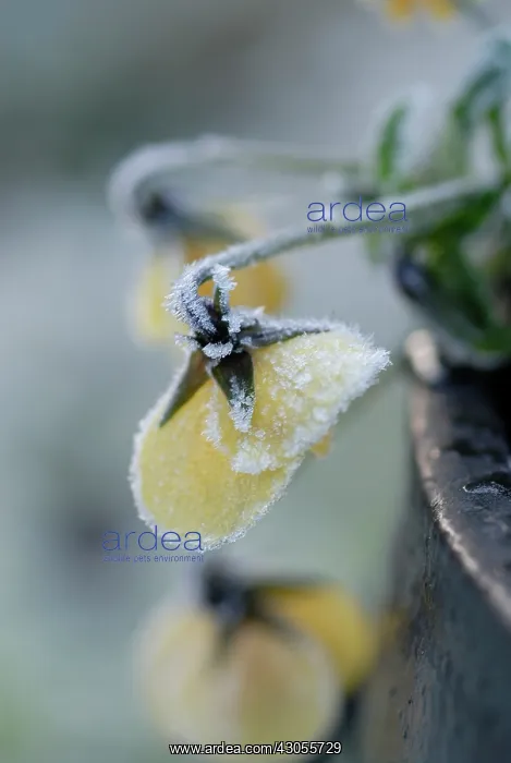 : Pansy, Viola wittrockiana : Pansy, Viola wittrockiana