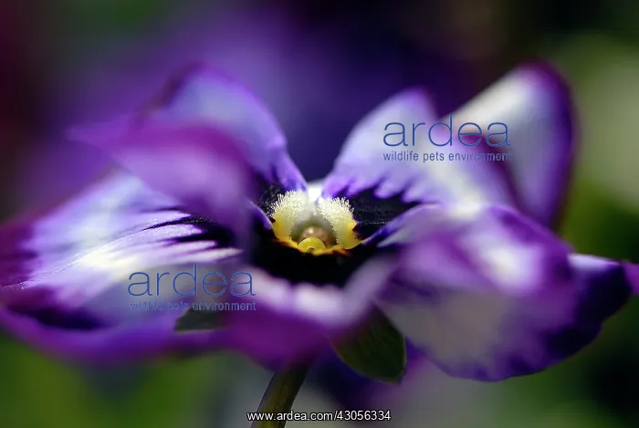 : Pansy, Viola wittrockiana : Pansy, Viola wittrockiana
