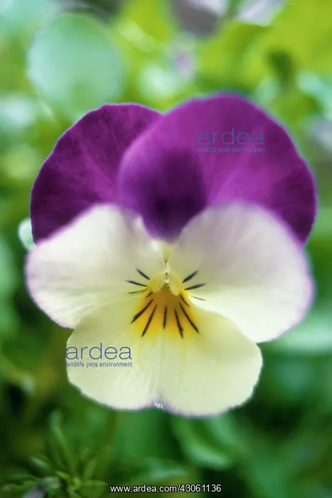 : Pansy, Viola wittrockiana : Pansy, Viola wittrockiana