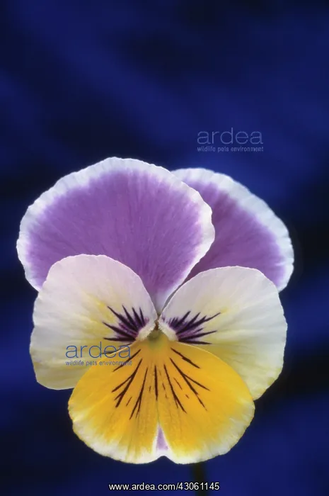 : Pansy, Viola wittrockiana : Pansy, Viola wittrockiana