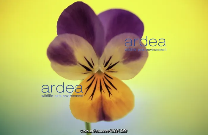 : Pansy, Viola wittrockiana : Pansy, Viola wittrockiana