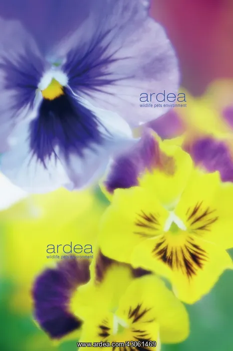 : Pansy, Viola wittrockiana : Pansy, Viola wittrockiana